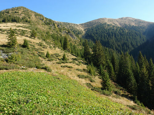 Foto Piciorul sudic al Tiblesului (c) Petru Goja